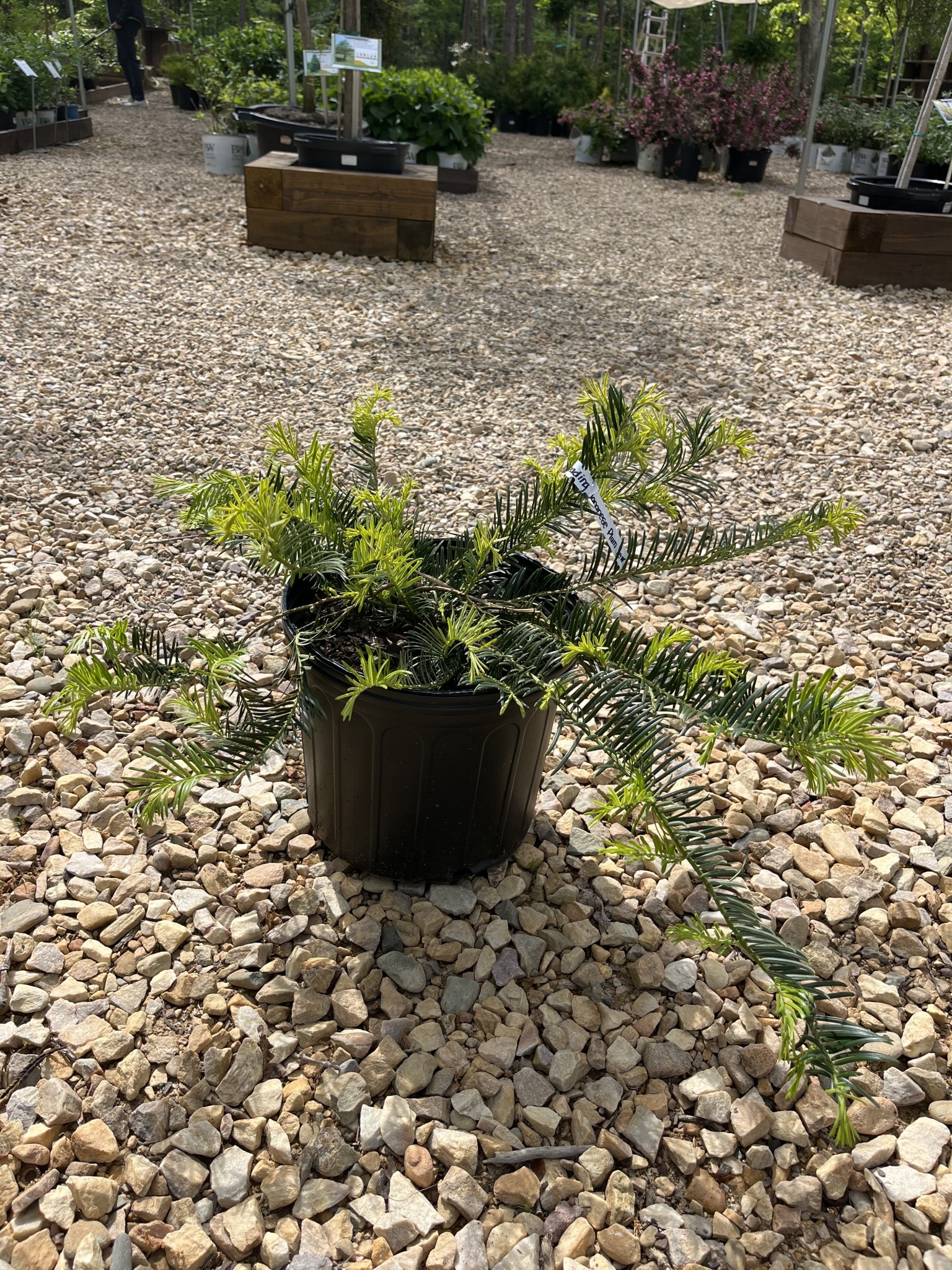 Yew, Cephalotaxus harringtonia 'Prostrata' Spreading Japanese Plum Yew 3G