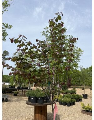 Redbud, Cercis x candensis var. texensis 'Merlot' 15G