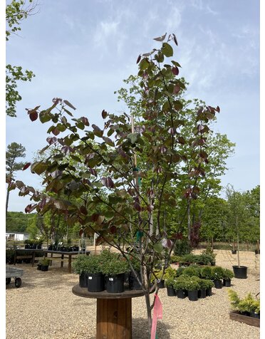 Redbud, Cercis x candensis var. texensis 'Merlot' 15G