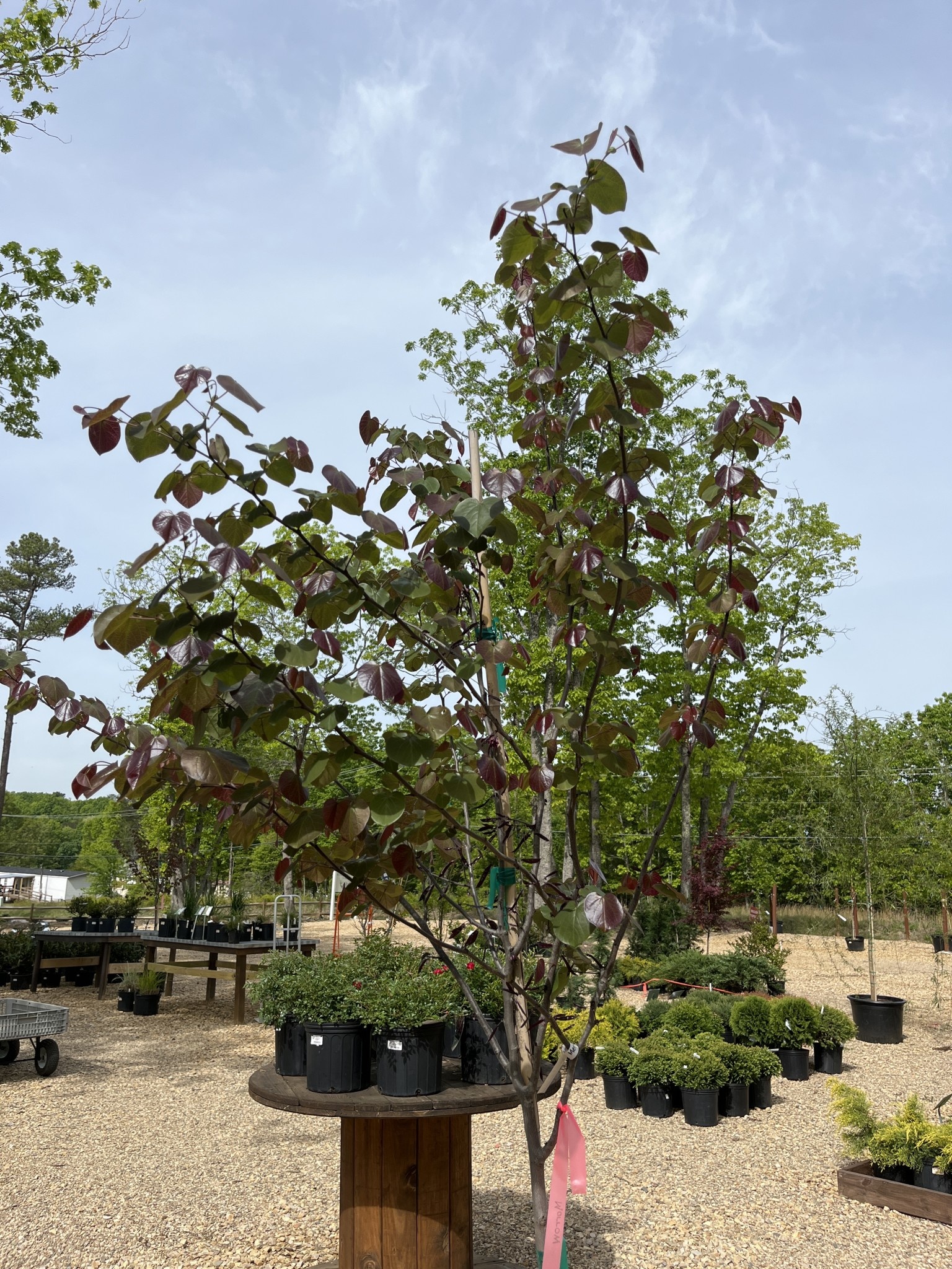 Redbud, Cercis x candensis var. texensis 'Merlot' 15G