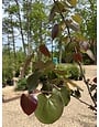 Redbud, Cercis x candensis var. texensis 'Merlot' 15G