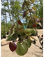 Redbud-Merlot  #15