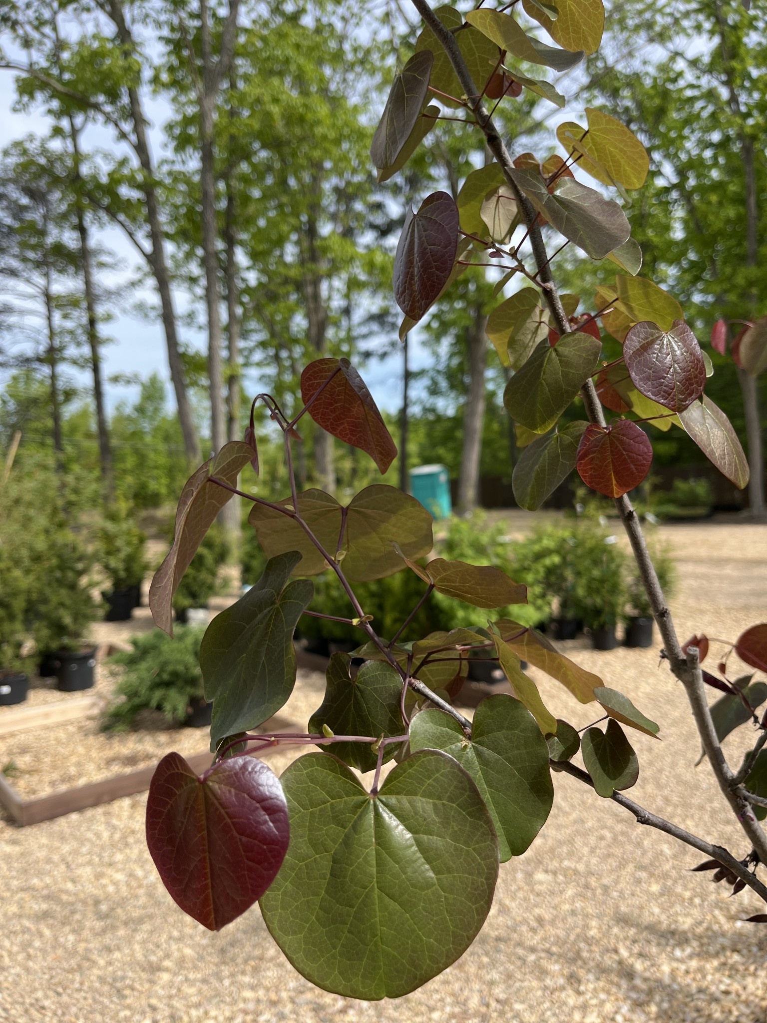 Redbud, Cercis x candensis var. texensis 'Merlot' 15G