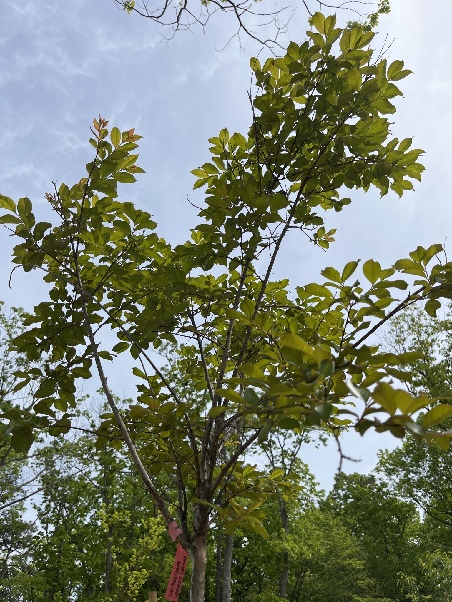 Sarah's Favorite Crapemyrtle