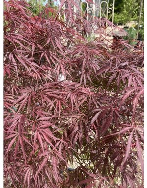 Maple, Japanese, Acer palmatum 'Red Select' 15G