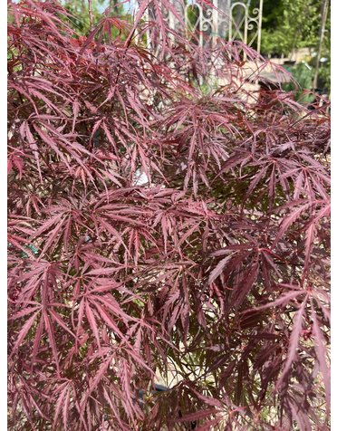 Japanese Maple, Acer palmatum 'Red Select' 15G