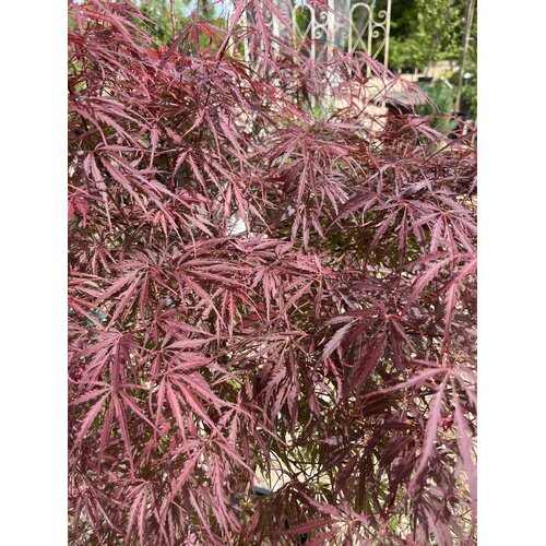 Maple, Japanese, Acer palmatum 'Red Select' 15G