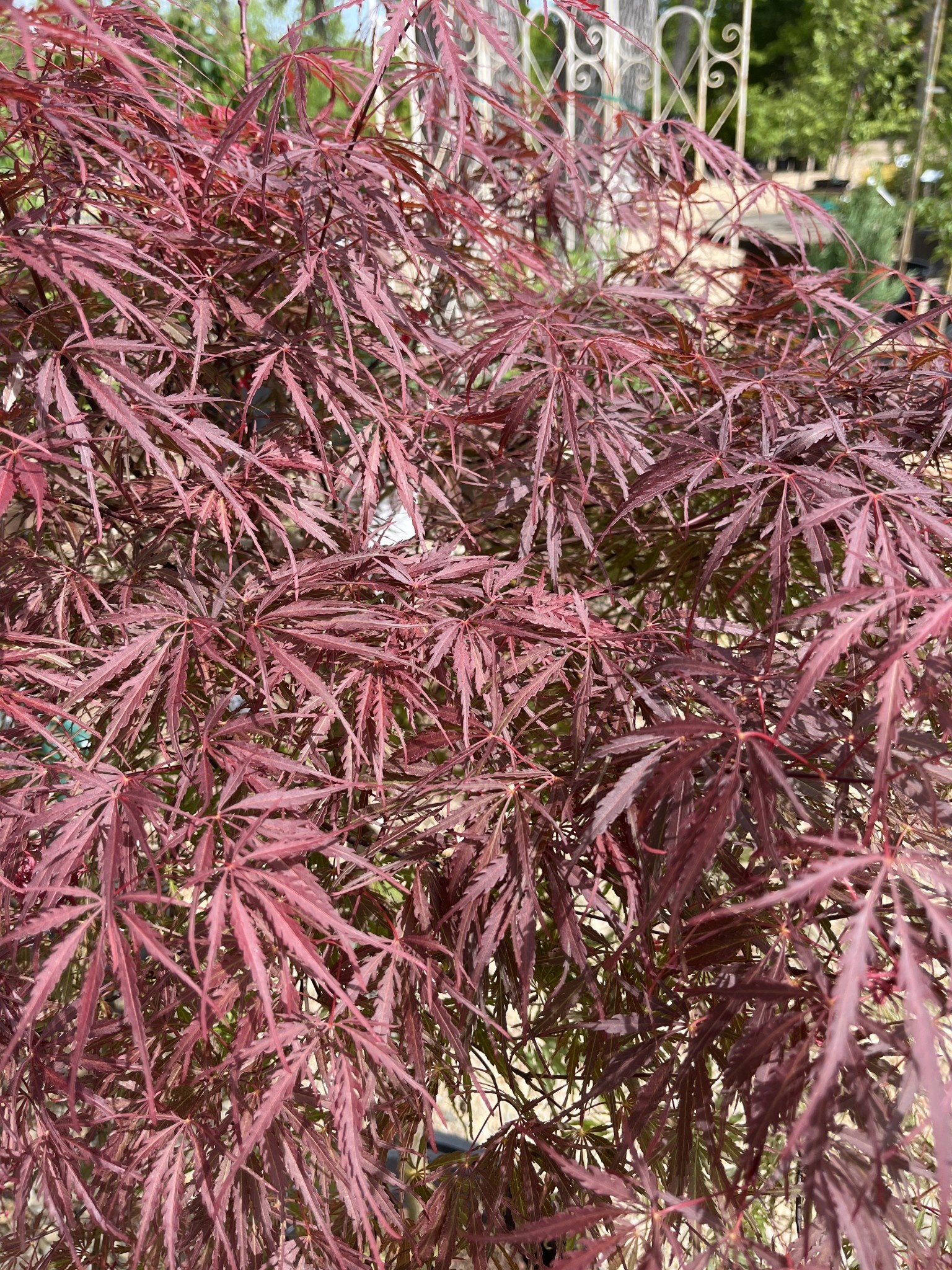 Japanese Maple, Acer palmatum 'Red Select' 15G