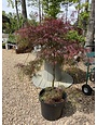 Japanese Maple, Acer palmatum 'Red Select' 15G
