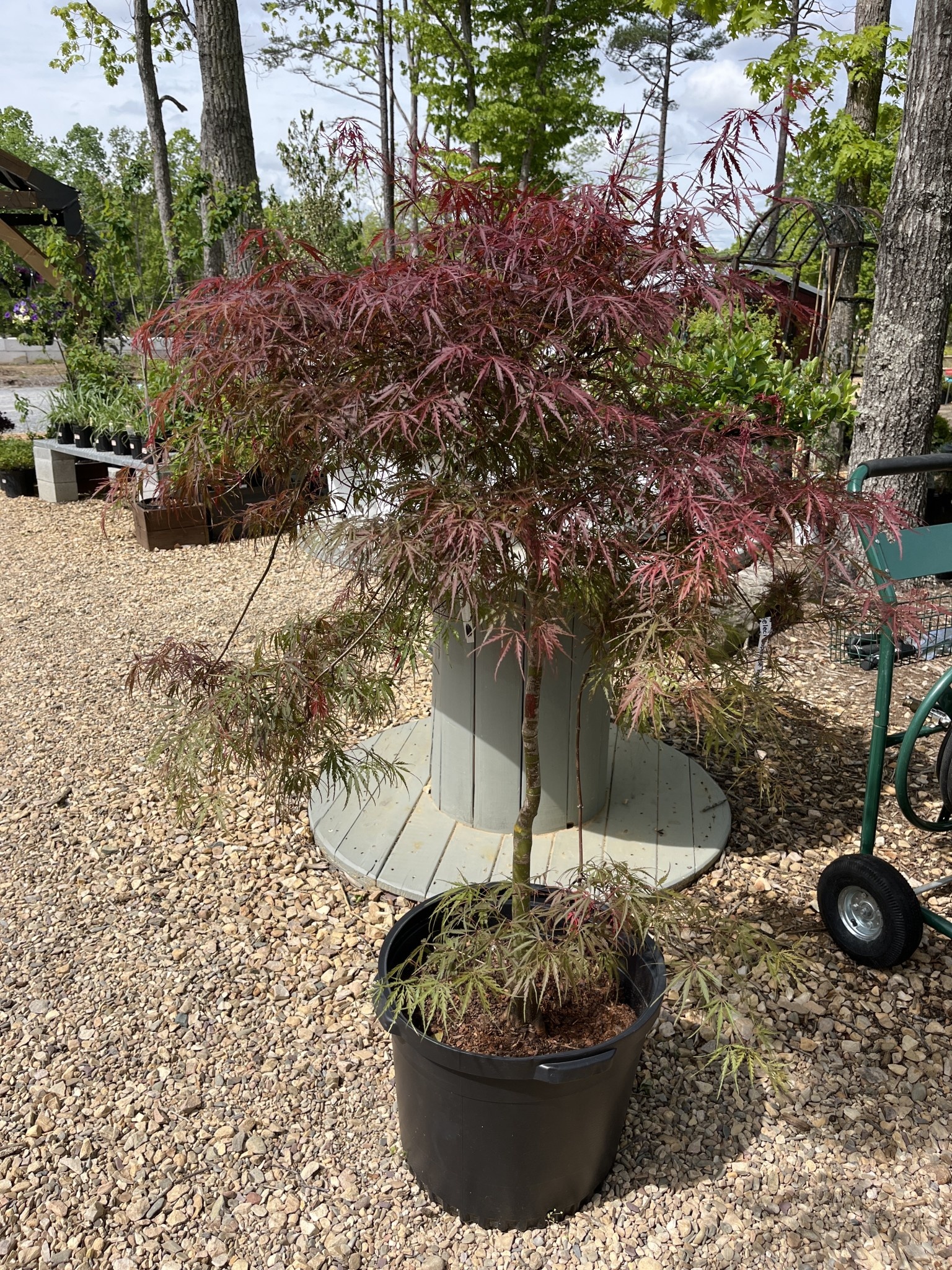 Maple, Japanese, Acer palmatum 'Red Select' 15G
