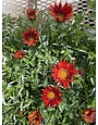 New Day Red Shades, Gazania 6 pack