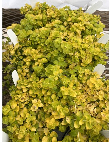 Creeping Jenny, Lysimachia nummularia 'Creeping Jenny' 4"