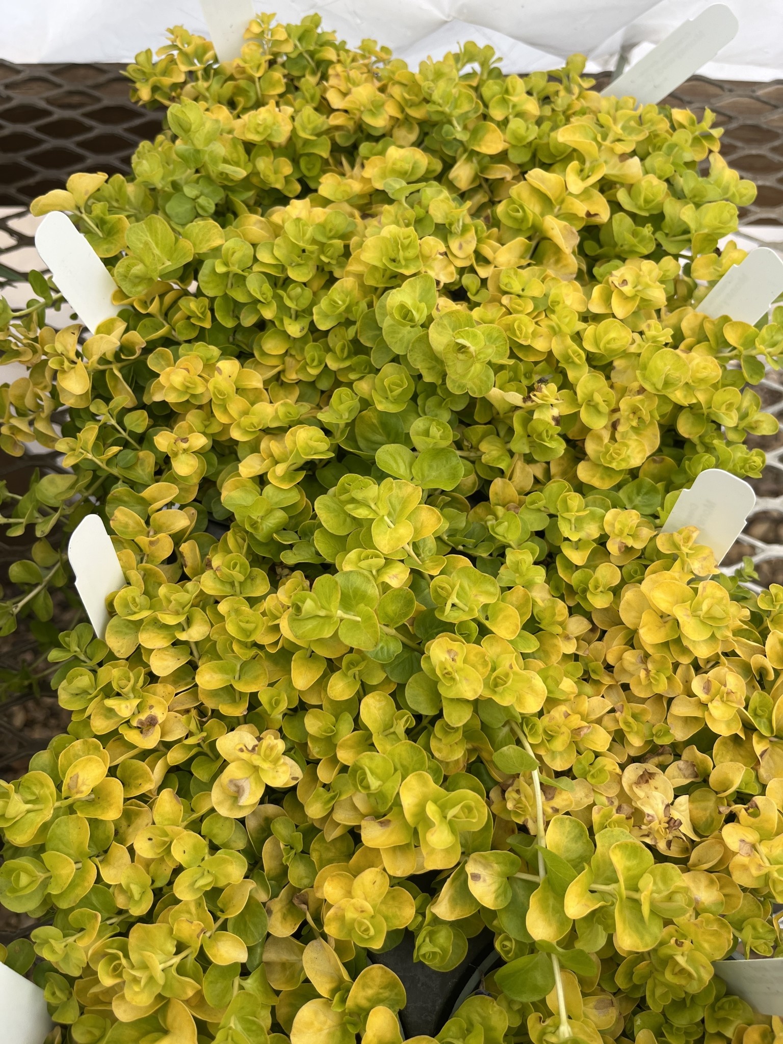 Creeping Jenny, Lysimachia nummularia 'Creeping Jenny' 4"