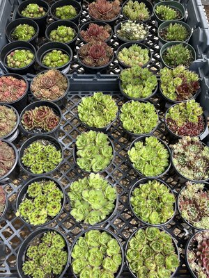 Hens & Chicks, Sempervivum, Assorted 4" Hens & Chicks, Sempervivum, Assorted 4"