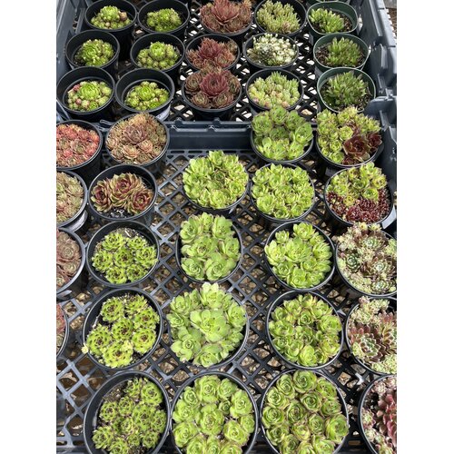 Hens & Chicks, Sempervivum, Assorted 4"