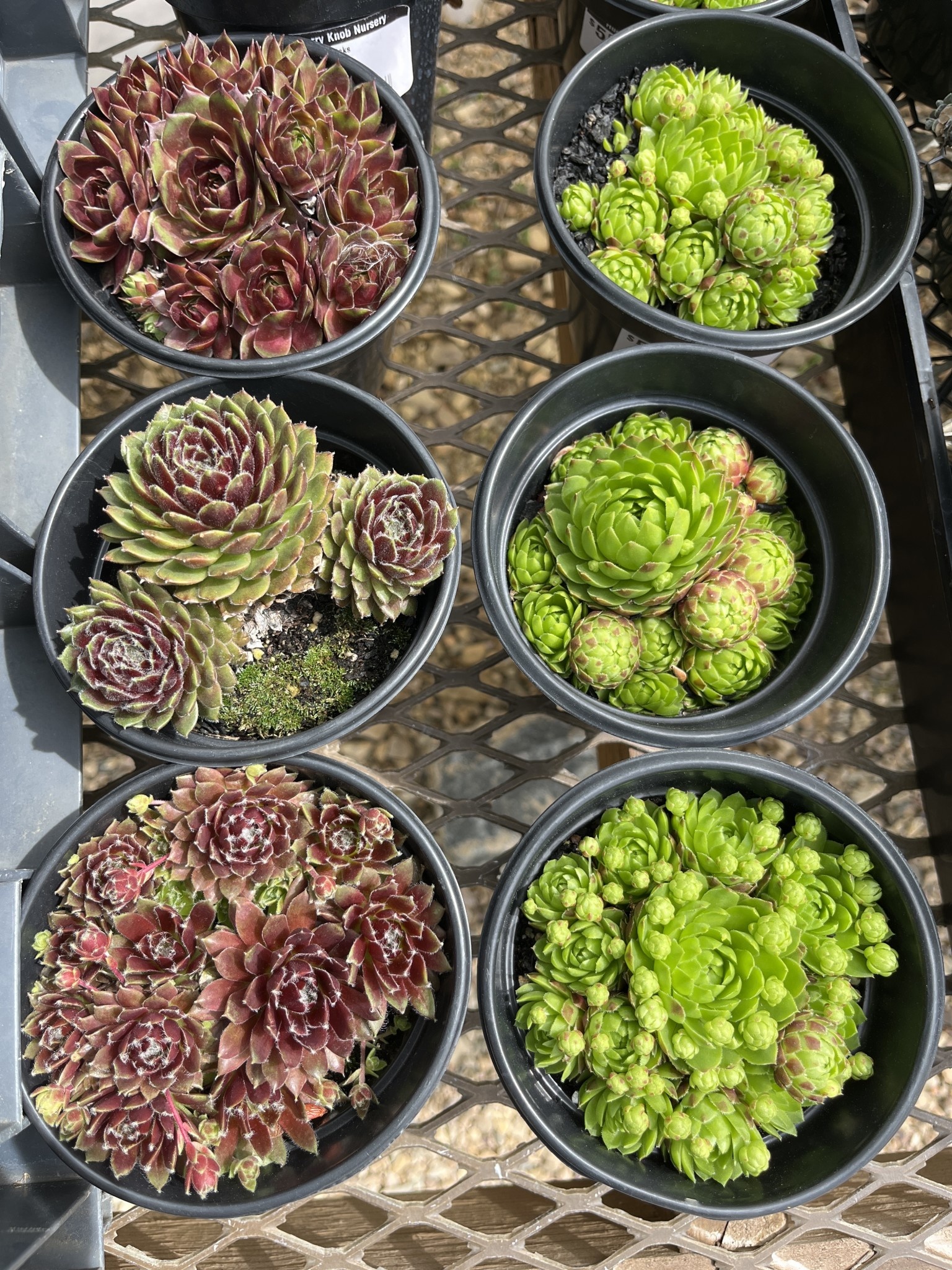 Hens & Chicks, Sempervivum, Assorted 4"