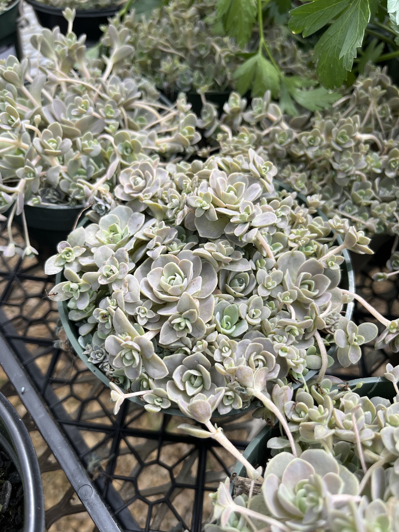 Hens & Chicks, Sempervivum, Assorted 4"