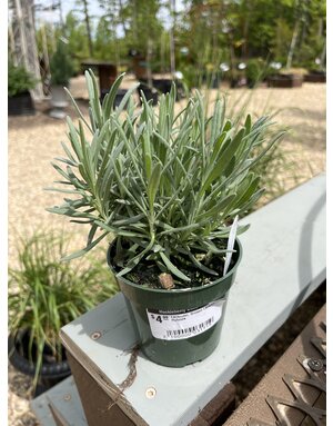 Lavender, Lavandula x intermedia 'Grosso' 4"