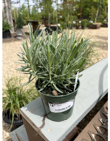 Lavender, Lavandula x intermedia 'Grosso' 4"