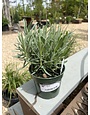 Lavender, Lavandula x intermedia 'Grosso' 4"