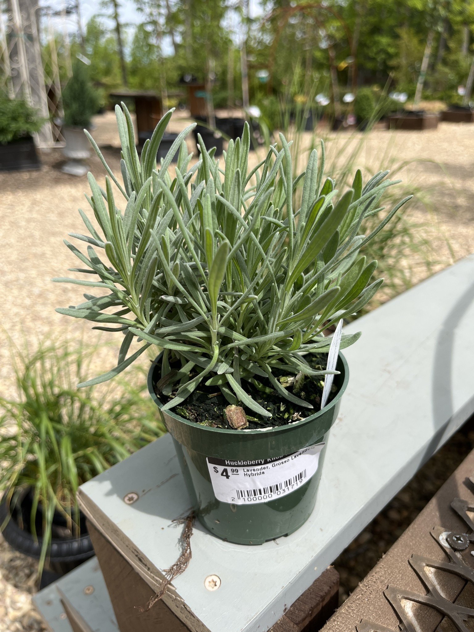 Lavender, Lavandula x intermedia 'Grosso' 4"
