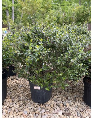 Abelia, Abelia x grandiflora 'Little Richard' 3G