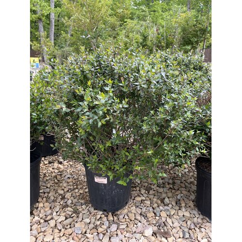 Abelia, Abelia x grandiflora 'Little Richard' 3G