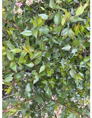 Abelia, Abelia x grandiflora 'Glossy Abelia' 3G