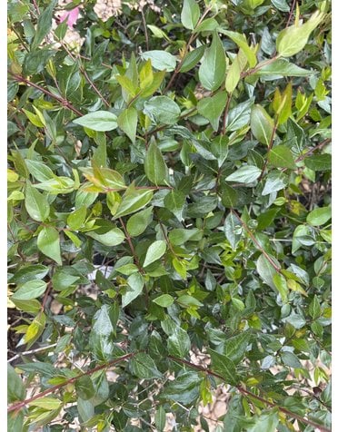 Abelia, Abelia x grandiflora 'Glossy Abelia' 3G