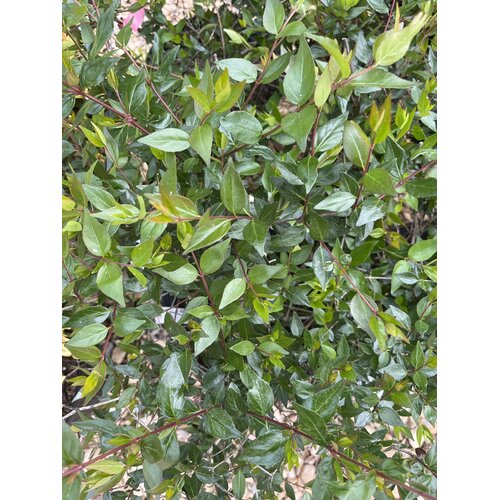 Abelia, Abelia x grandiflora 'Glossy Abelia' 3G