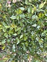 Glossy Abelia -- Abelia x grandiflora 3G