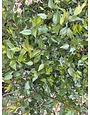 Glossy Abelia -- Abelia x grandiflora 3G