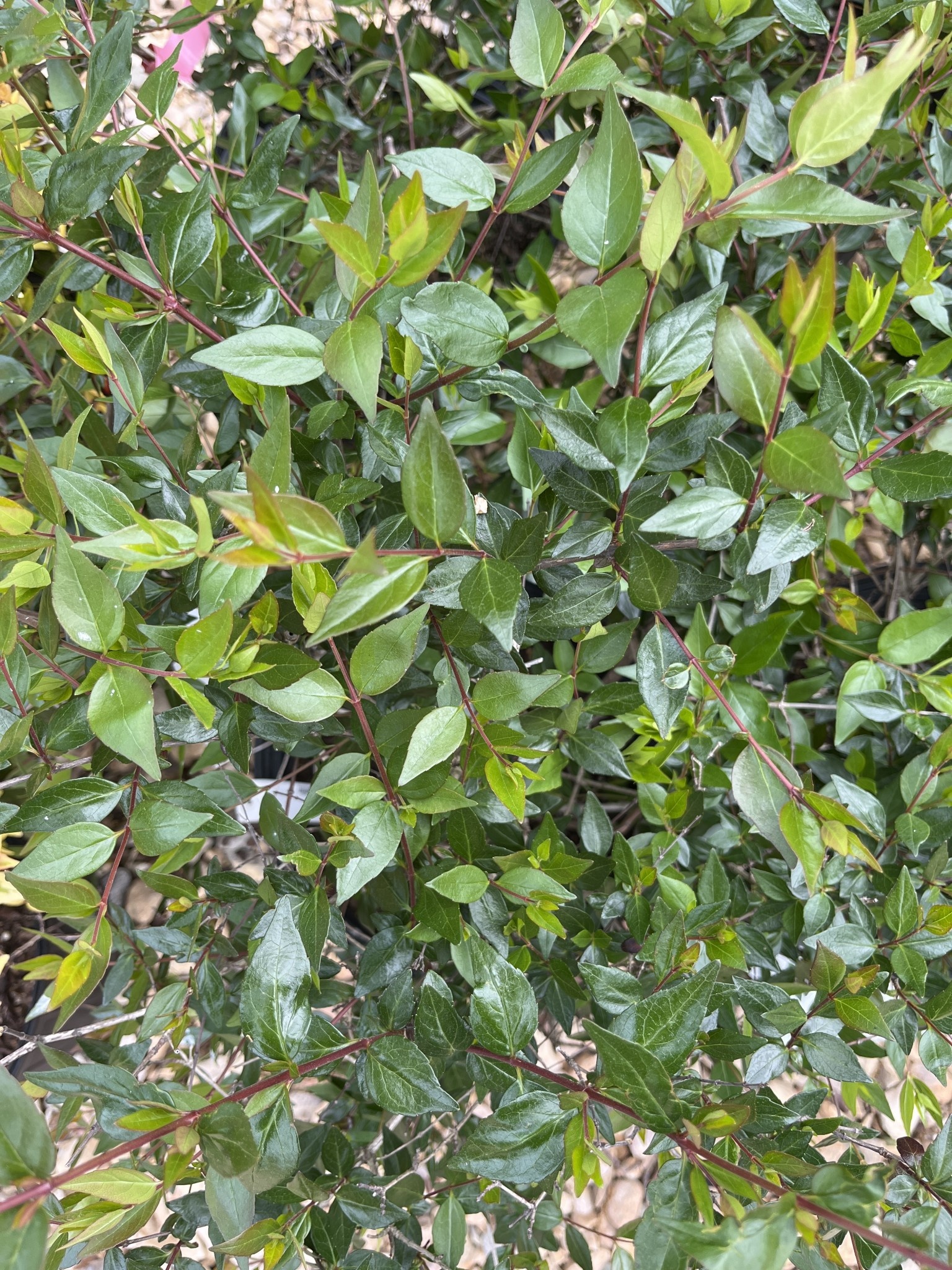 Glossy Abelia -- Abelia x grandiflora 3G