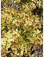 Abelia, Abelia x grandiflora 'Carolina Sunset' 3G