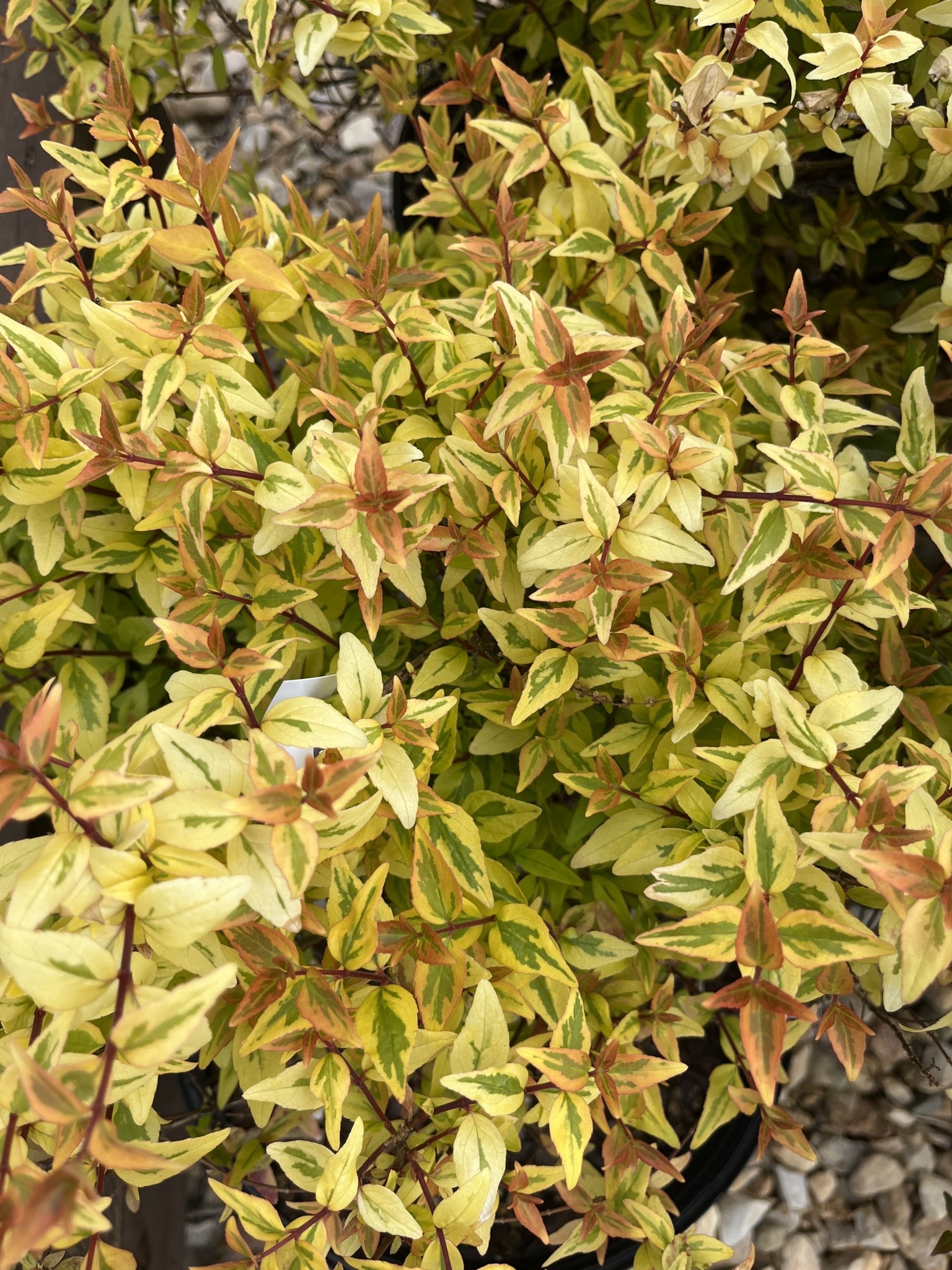 Abelia, Abelia x grandiflora 'Carolina Sunset' 3G