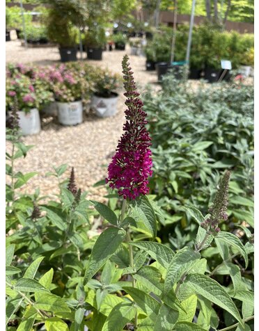 Miss Molly Butterfly Bush