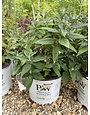 Pugster Pugster Blue Dwarf Butterfly Bush