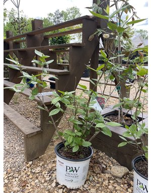 Proven Winner Aphrodite Sweetshrub