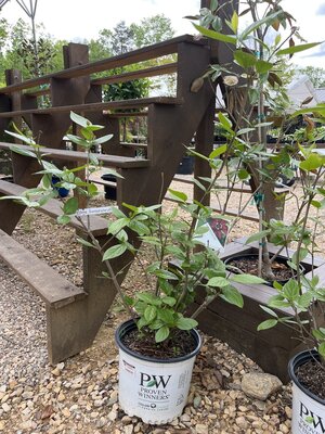 Proven Winner Aphrodite Sweetshrub