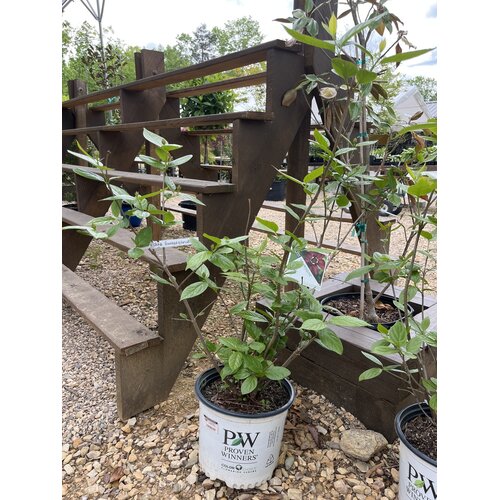 Proven Winner Aphrodite Sweetshrub