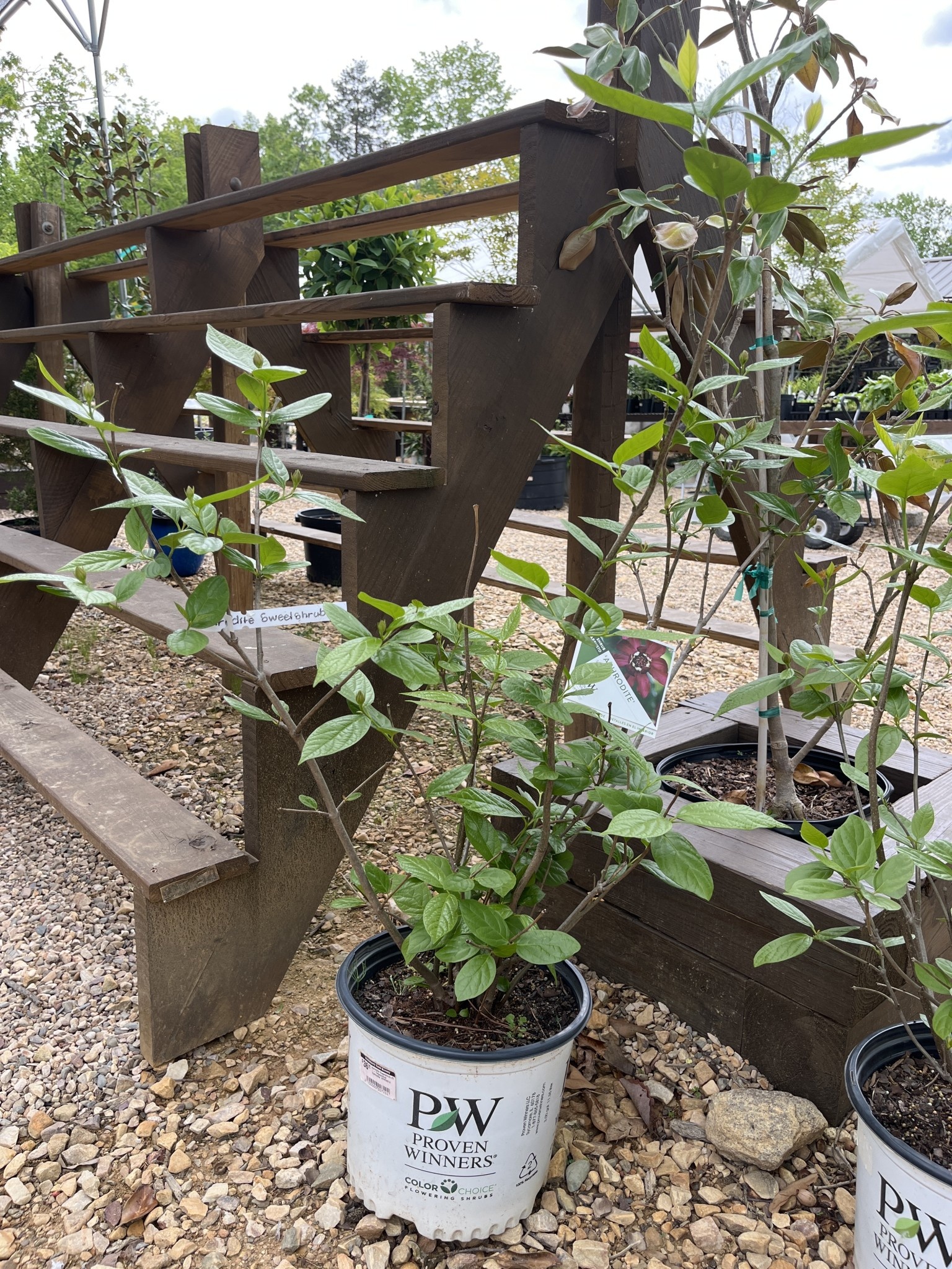 Proven Winner Aphrodite Sweetshrub