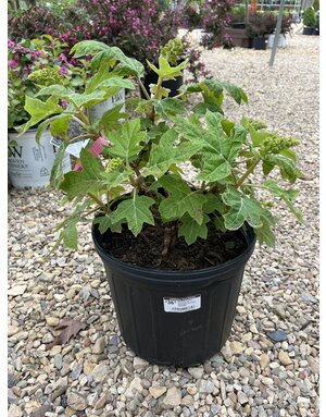 Munchkin Oakleaf Hydrangea #3 -- Hydrangea quercifolia 'Munchkin'