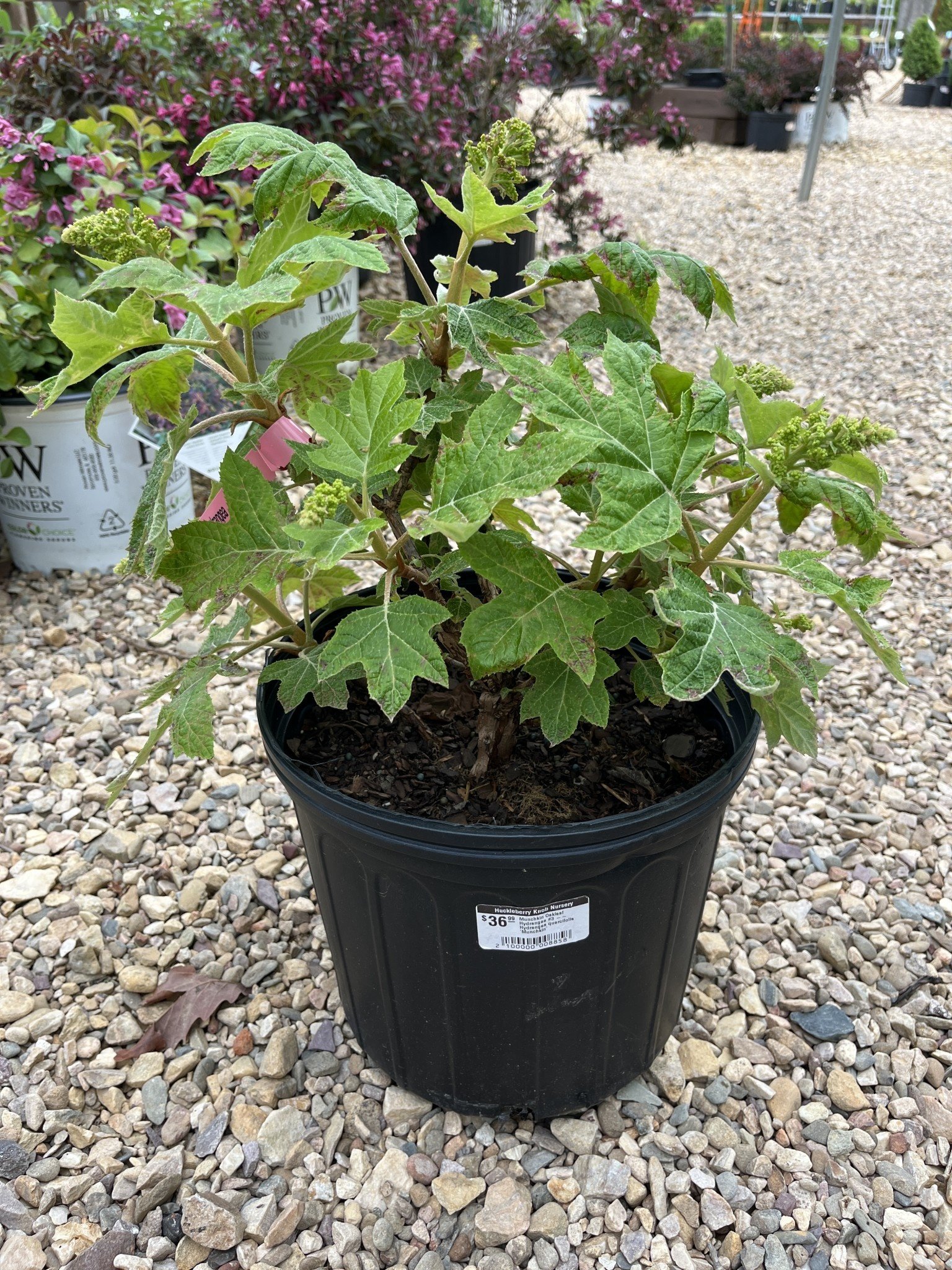 Munchkin Oakleaf Hydrangea #3 -- Hydrangea quercifolia 'Munchkin'