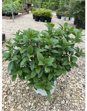 Little Quick Fire Hydrangea #3 -- Hydrangea paniculata 'SMHPLQF' PP#25136