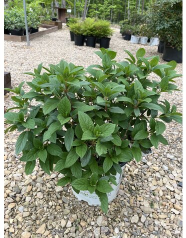 Little Quick Fire Hydrangea #3 -- Hydrangea paniculata 'SMHPLQF' PP#25136