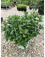 Little Quick Fire Hydrangea #3 -- Hydrangea paniculata 'SMHPLQF' PP#25136