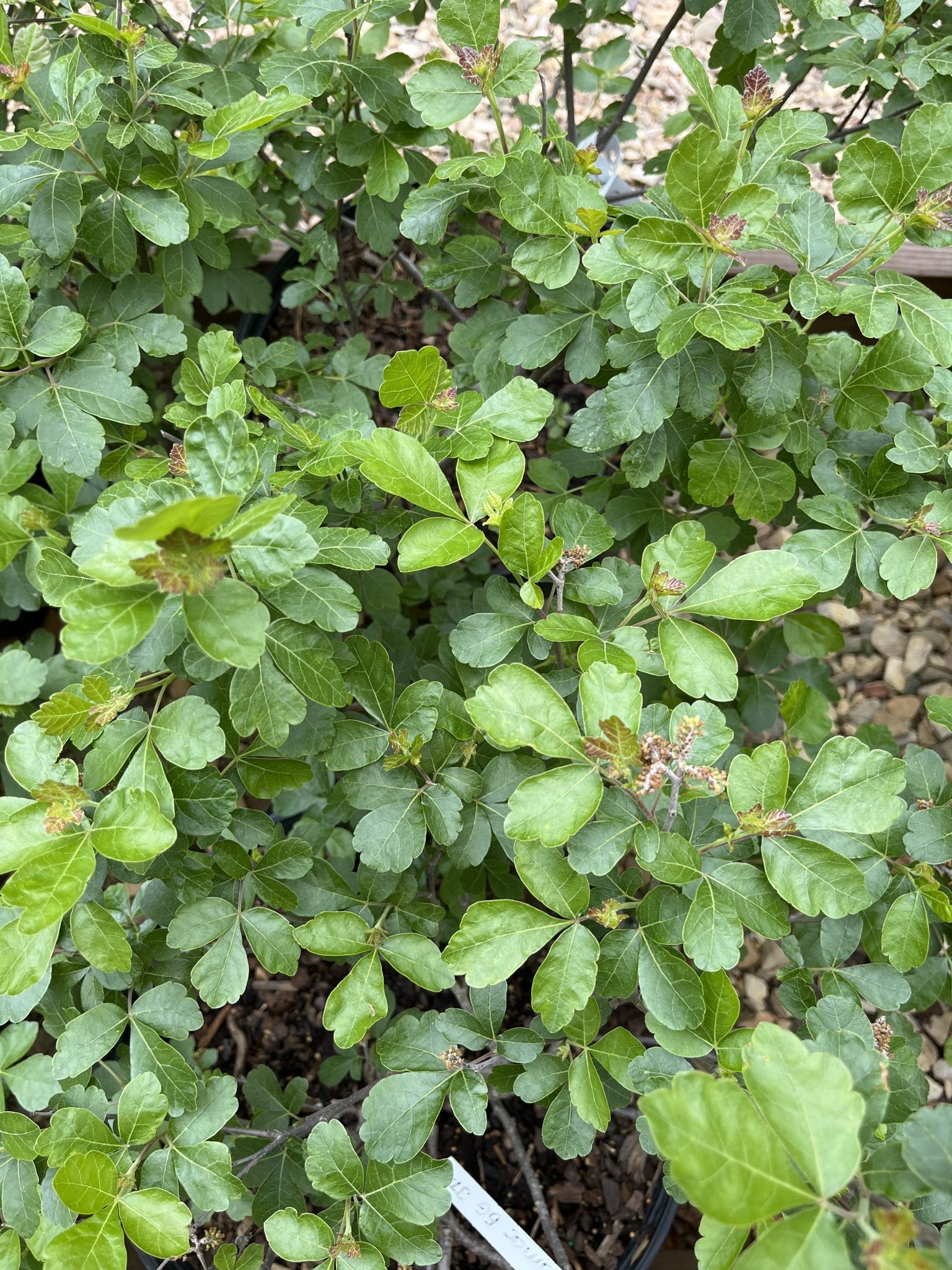 GroLow Sumac Huckleberry Knob Nursery