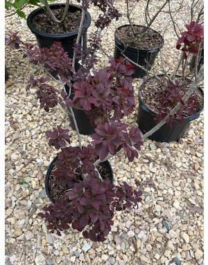 Smoke Bush, Cotinus coggygria 'Cotsidh5' Velveteeny™ 3G