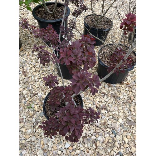 Smoke Bush, Cotinus coggygria 'Cotsidh5' Velveteenyâ„¢ 3G