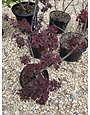 Smoke Bush, Cotinus coggygria 'Cotsidh5' Velveteeny™ 3G